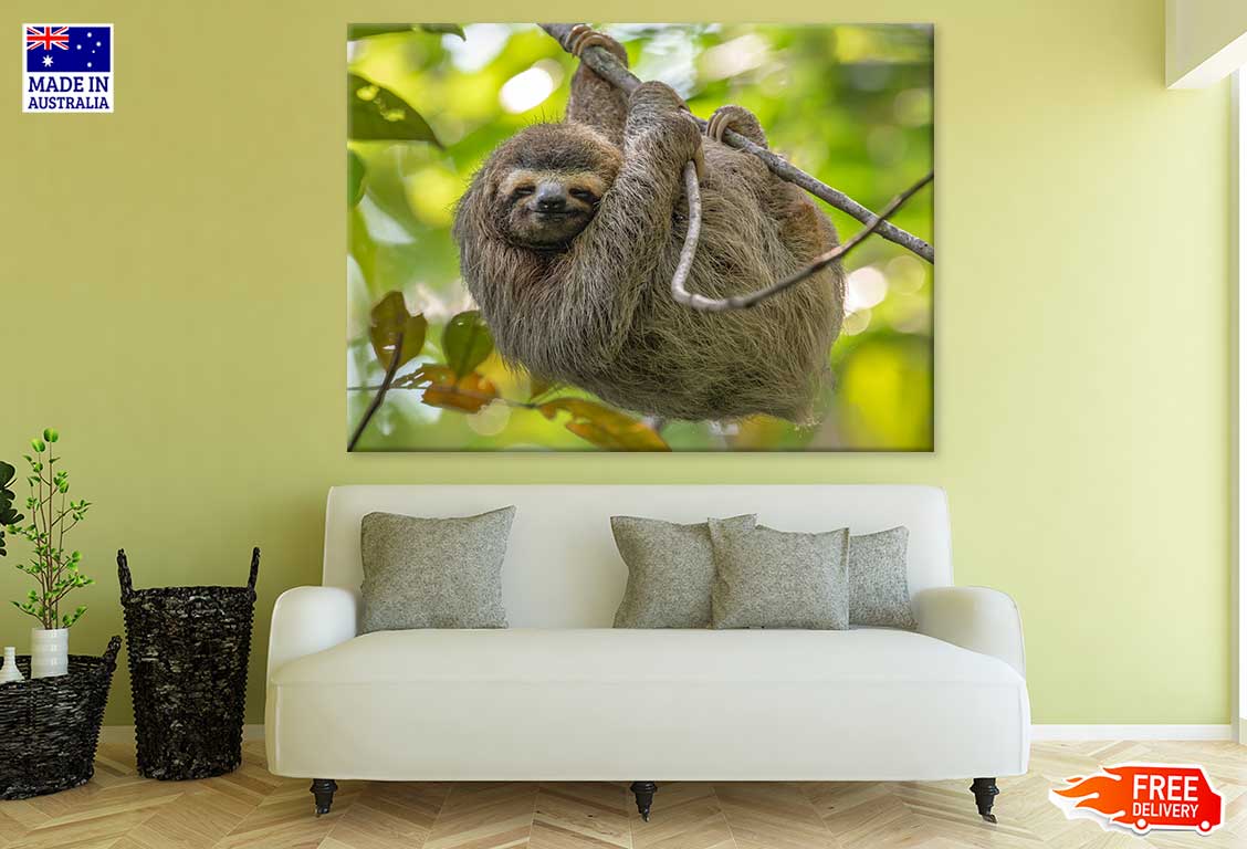 Costa Rica Sloth on Tree View Photograph Print 100% Australian Made