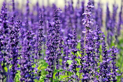 Lavender Flowers Closeup Photograph Print 100% Australian Made