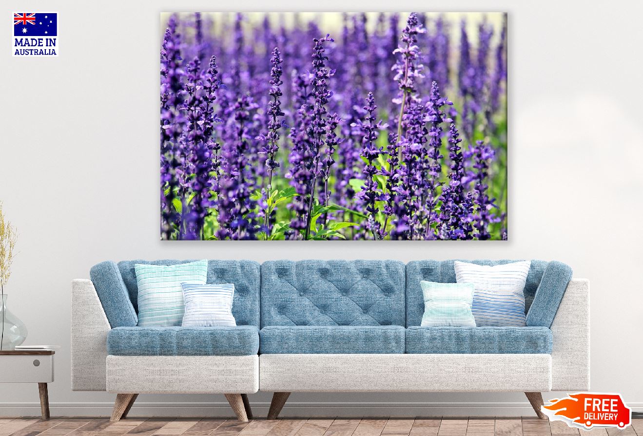 Lavender Flowers Closeup Photograph Print 100% Australian Made