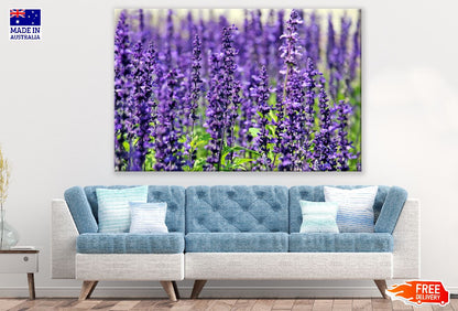Lavender Flowers Closeup Photograph Print 100% Australian Made