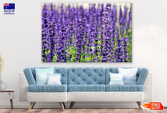 Lavender Flowers Closeup Photograph Print 100% Australian Made