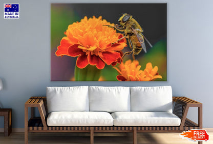 Bee on a Marigold Flower Closeup Photograph Print 100% Australian Made