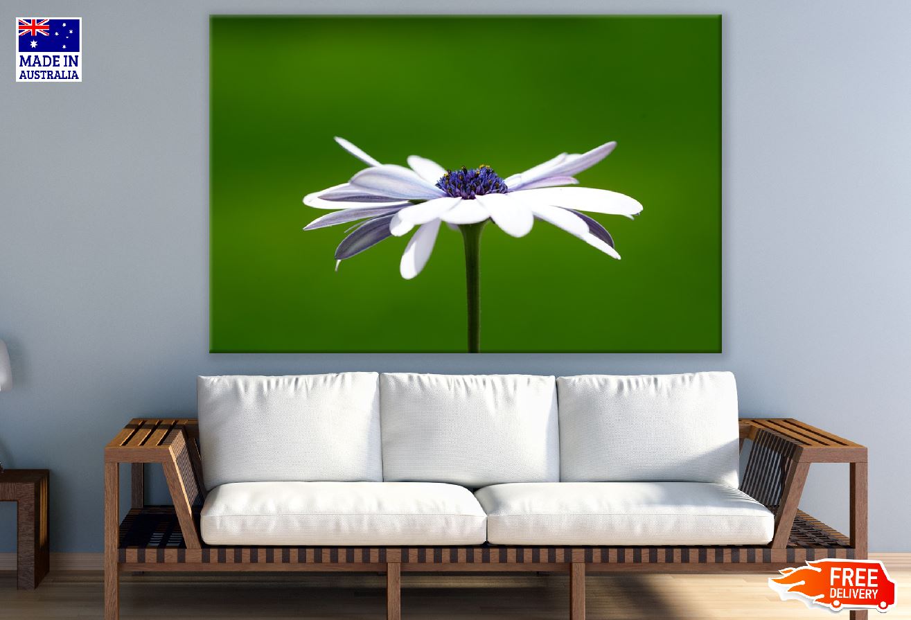 White Cosmos Flower Photograph Print 100% Australian Made
