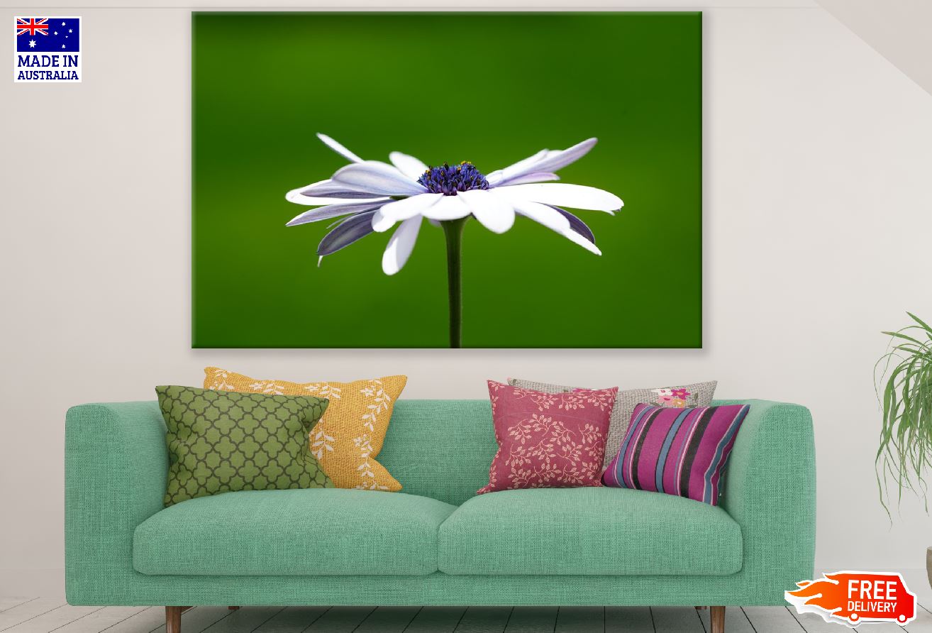 White Cosmos Flower Photograph Print 100% Australian Made