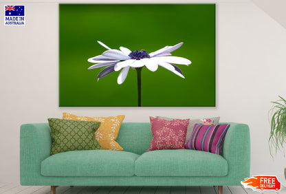 White Cosmos Flower Photograph Print 100% Australian Made