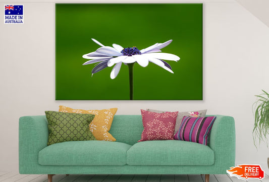 White Cosmos Flower Photograph Print 100% Australian Made