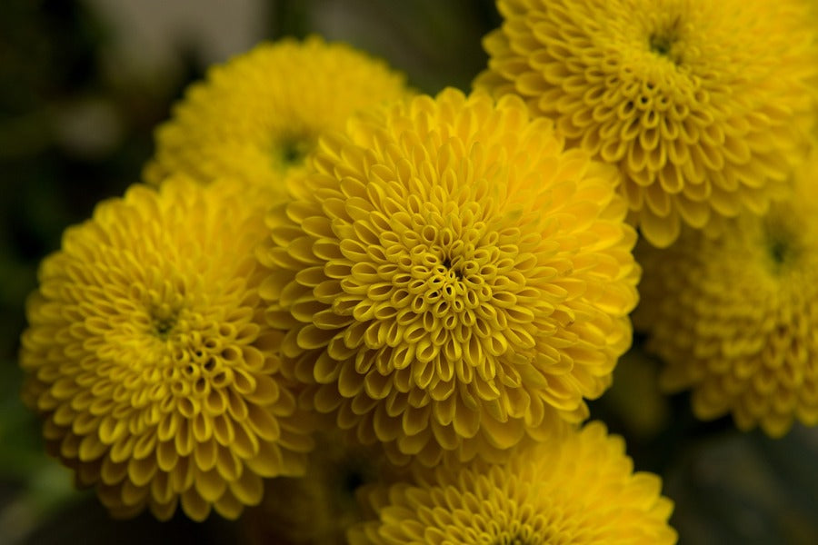 Yellow Spring Flower Closeup Photograph Print 100% Australian Made