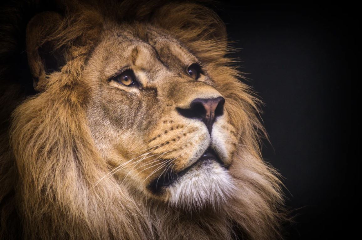 Lion Portrait Photograph Home Decor Premium Quality Poster Print Choose Your Sizes