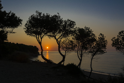 Trees Near Sea & Sunset Scenery Photograph Print 100% Australian Made