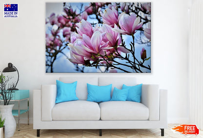 White Pink Magnolia Flowers Photograph Print 100% Australian Made