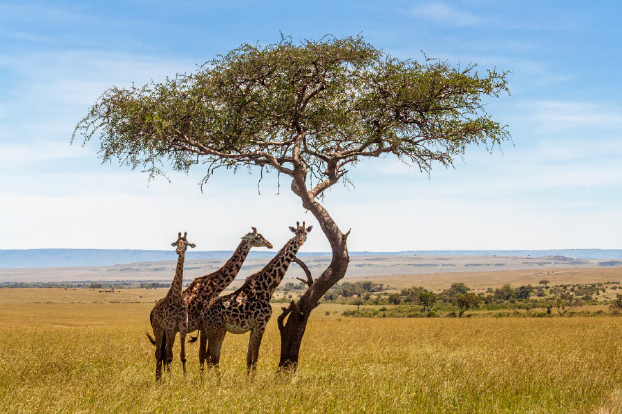 Giraffes Under Acacia Tree View Photograph Print 100% Australian Made