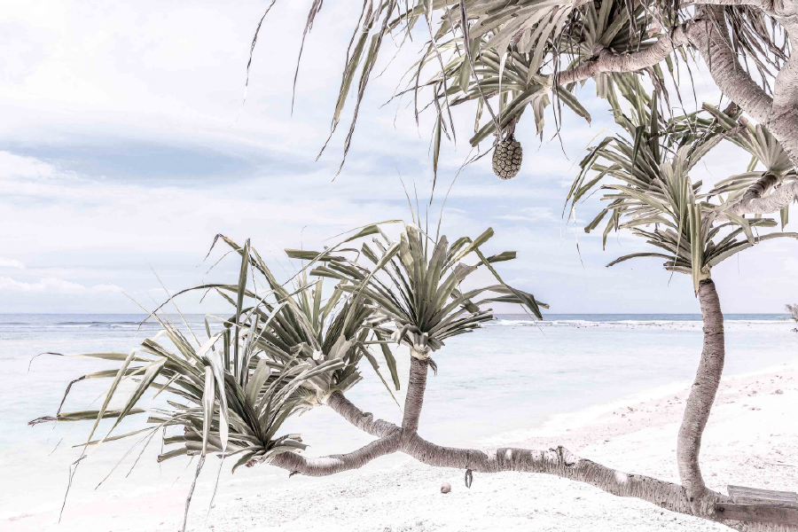 Beach Trees & Sea Sky View Print 100% Australian Made