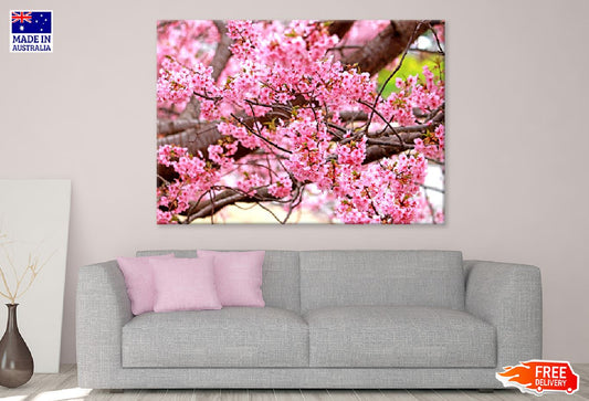 Pink Sakura Blossom Flowers View Photograph Print 100% Australian Made