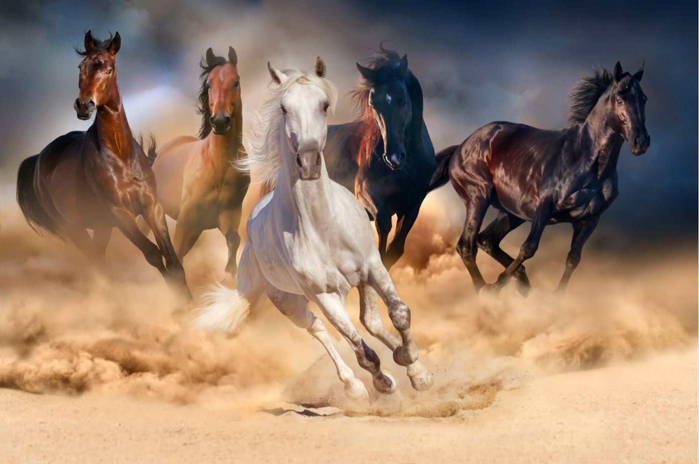 Running Horses Photograph Print 100% Australian Made