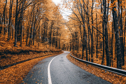 Orange Autumn Trees & Road View Photograph Home Decor Premium Quality Poster Print Choose Your Sizes