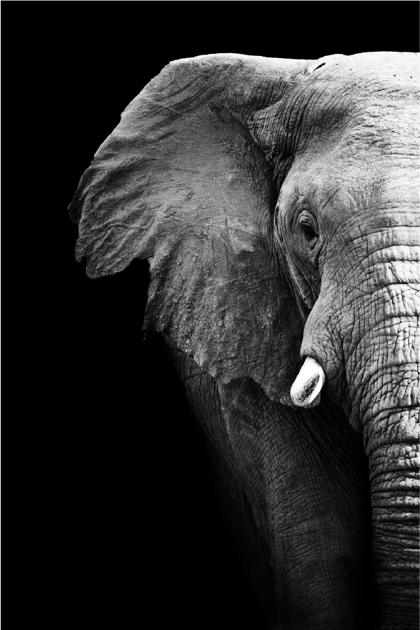 Elephant Face Clouseup B&W Photograph Print 100% Australian Made