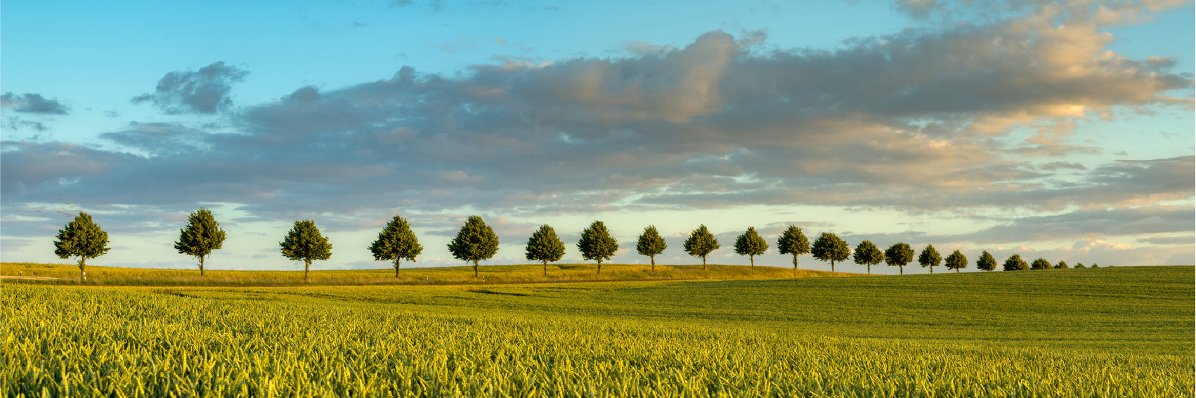 Panoramic Canvas Trees on Wheat Field View Photograph High Quality 100% Australian Made Wall Canvas Print Ready to Hang