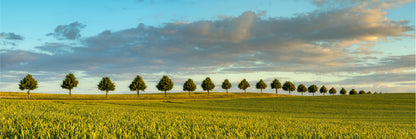 Panoramic Canvas Trees on Wheat Field View Photograph High Quality 100% Australian Made Wall Canvas Print Ready to Hang