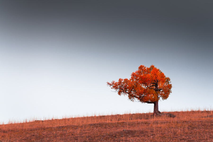 Alone Red Autumn Tree on Hill Photograph Print 100% Australian Made