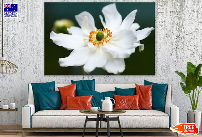 White Anemone Flower Closeup Photograph Print 100% Australian Made
