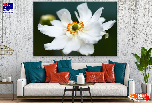 White Anemone Flower Closeup Photograph Print 100% Australian Made