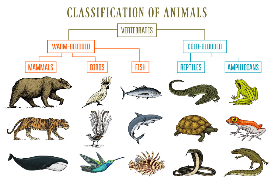 Chart of Wild Creatures Vector Art Print 100% Australian Made