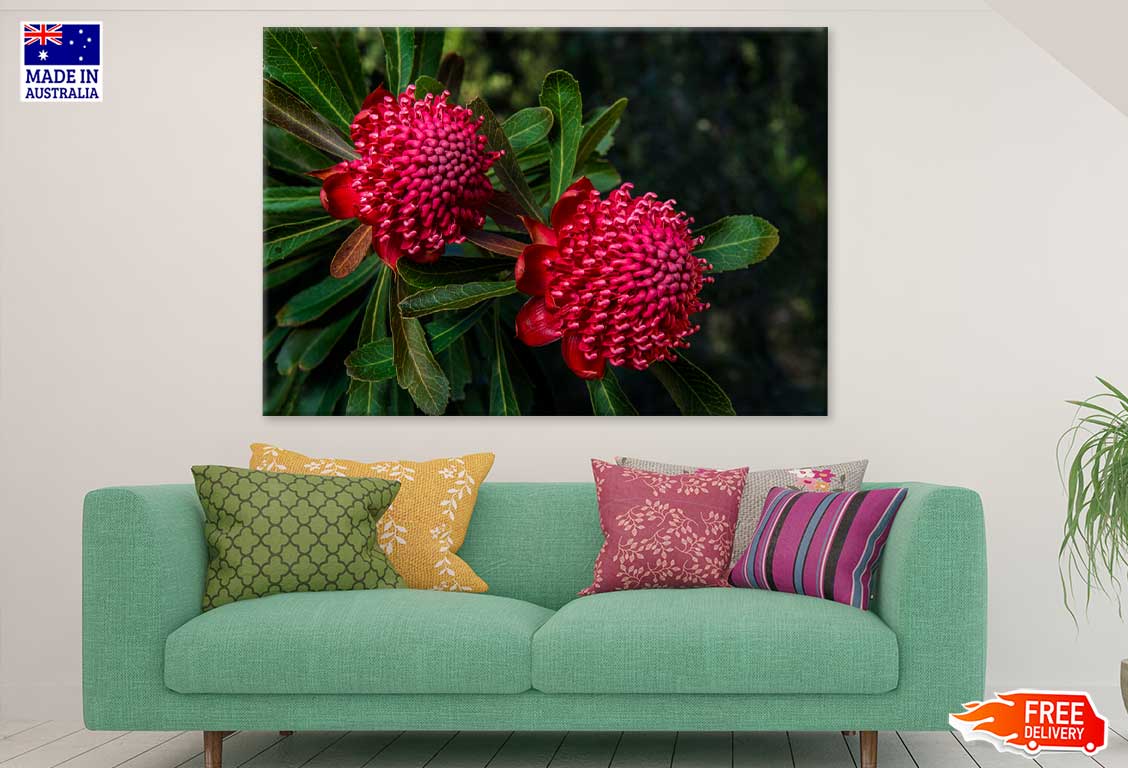 Red Waratah Flowers Closeup View Photograph Print 100% Australian Made