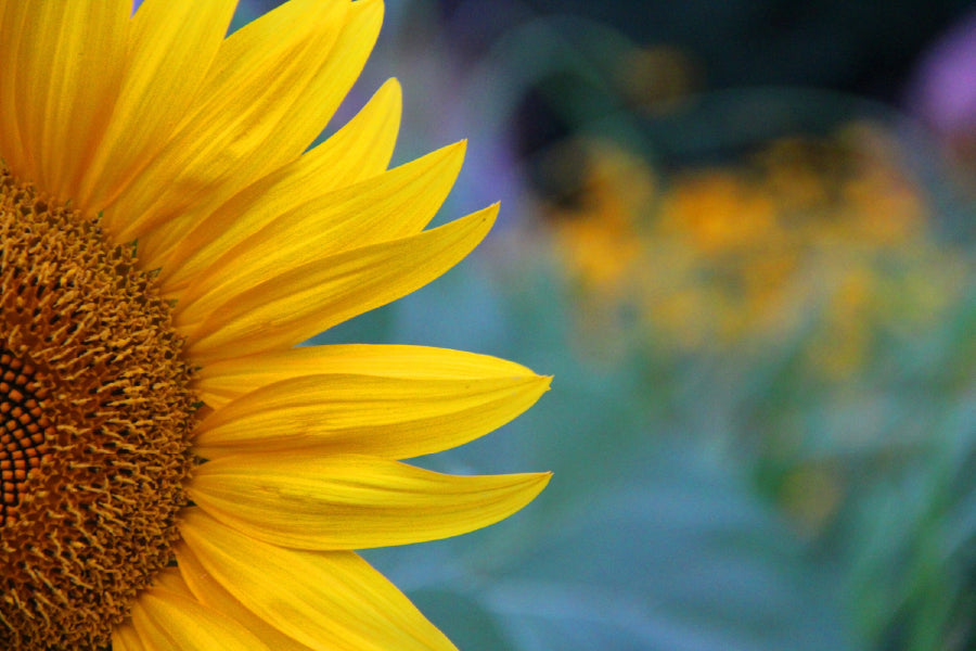Sunflower Petals Closeup View Photograph Home Decor Premium Quality Poster Print Choose Your Sizes