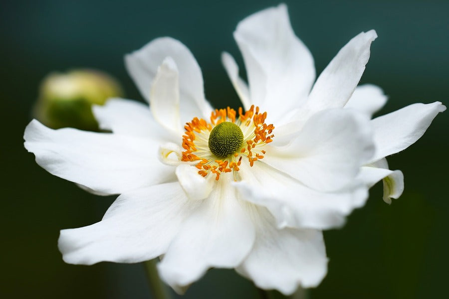White Anemone Flower Closeup Photograph Print 100% Australian Made