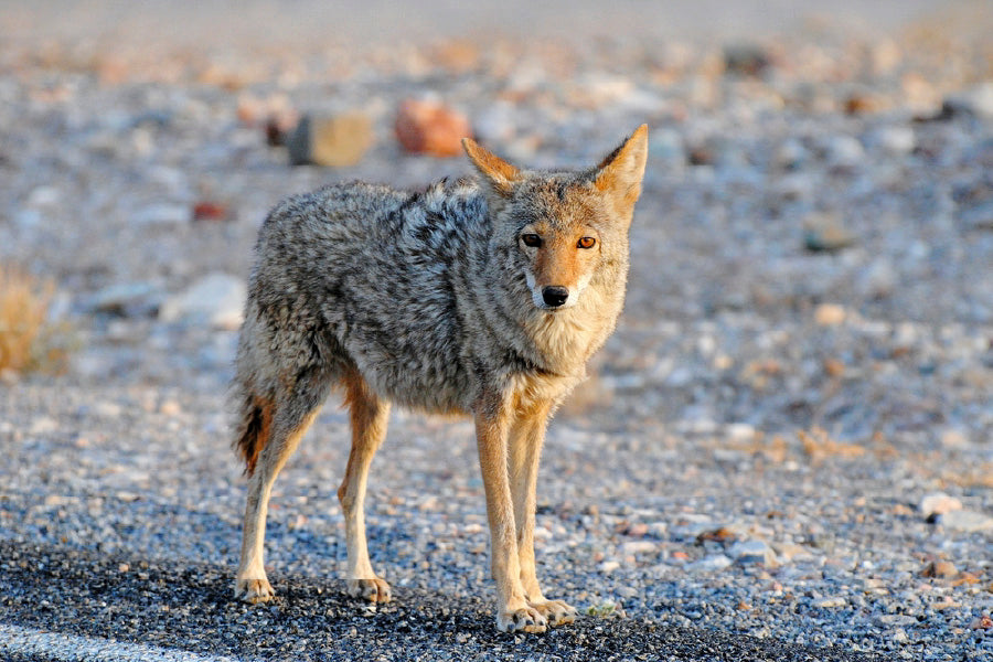 Coyote in Landscape View Photograph Print 100% Australian Made