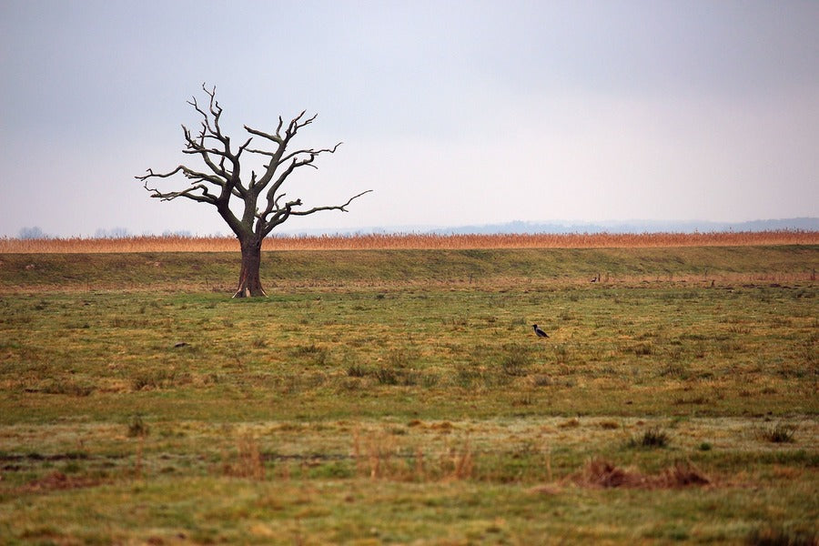 Dead Single Tree on Field Photograph Print 100% Australian Made