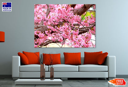 Pink Sakura Blossom Flowers View Photograph Print 100% Australian Made