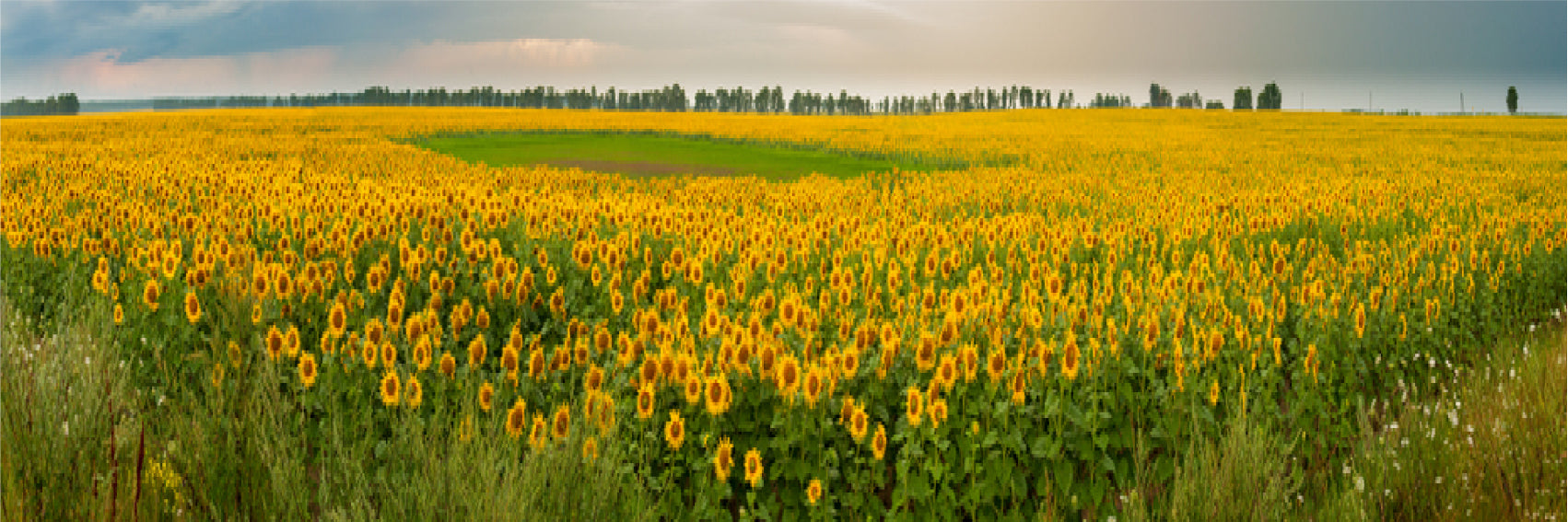 Panoramic Canvas Sunflower Field View Photograph High Quality 100% Australian Made Wall Canvas Print Ready to Hang