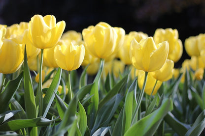 Yellow Tulip Flowers Closeup Photograph Print 100% Australian Made