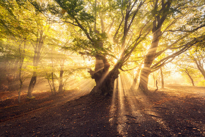 Old Tree with Sun Rays Scenery View Photograph Home Decor Premium Quality Poster Print Choose Your Sizes