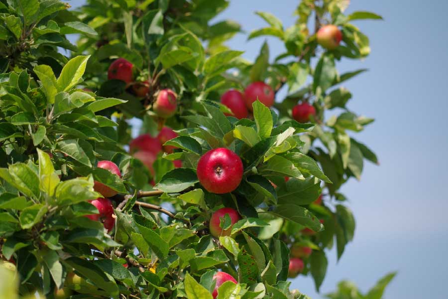 Apple on Tree Closeup Photograph Print 100% Australian Made