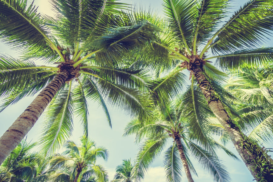 Coconut Palm Trees Below View Photograph Home Decor Premium Quality Poster Print Choose Your Sizes