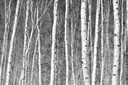 Tree Trunks in Forest B&W View Photograph Print 100% Australian Made