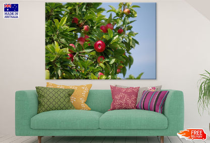 Apple on Tree Closeup Photograph Print 100% Australian Made