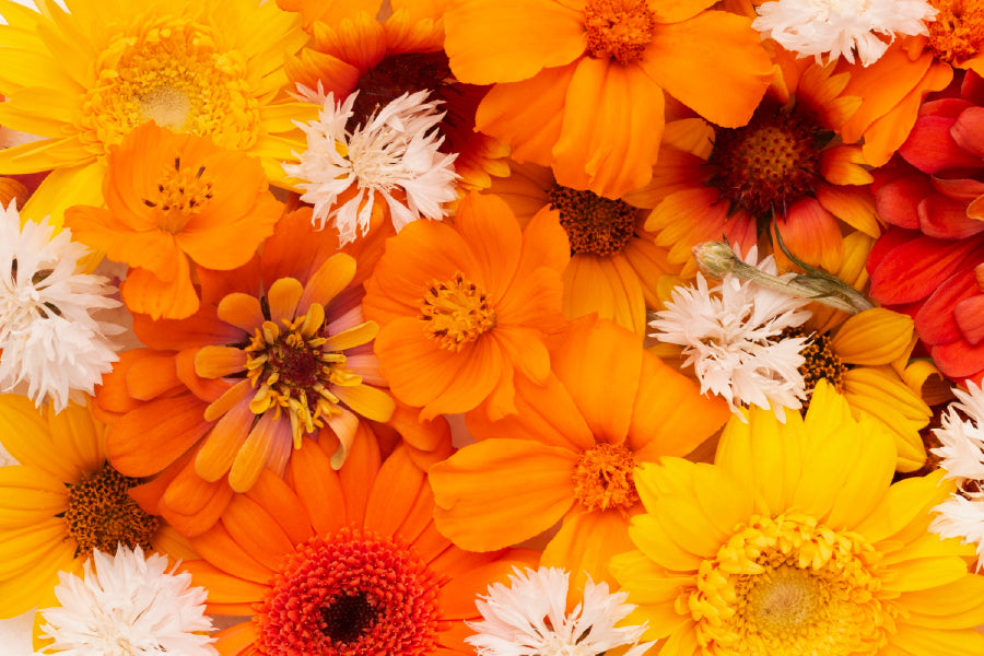 White Orange & Yellow Flowers View Photograph Print 100% Australian Made