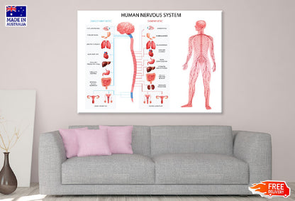 Human Body Nervous System Vector Art Print 100% Australian Made