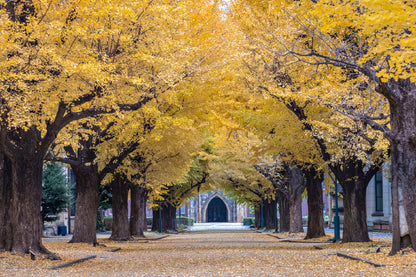 University of Tokyo Autumn Trees Photograph Print 100% Australian Made