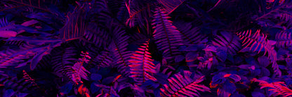 Panoramic Canvas Tropical Purple Leaves Photograph High Quality 100% Australian Made Wall Canvas Print Ready to Hang