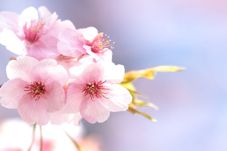 White Pink Flowers Closeup View Photograph Home Decor Premium Quality Poster Print Choose Your Sizes
