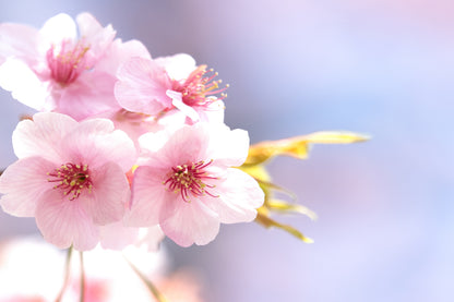 White Pink Flowers Closeup View Photograph Home Decor Premium Quality Poster Print Choose Your Sizes