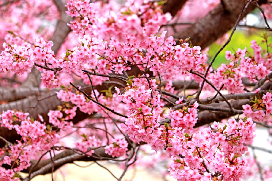 Pink Sakura Blossom Flowers View Photograph Print 100% Australian Made