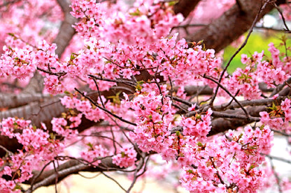Pink Sakura Blossom Flowers View Photograph Print 100% Australian Made