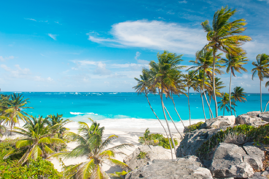 Palm Trees & Sea Sky View Photograph Print 100% Australian Made