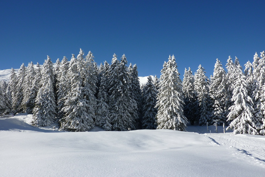 Snow Covered Trees Photograph Print 100% Australian Made