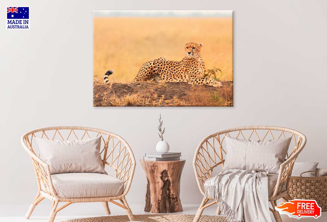 African Cheetah on Rock View Photograph Print 100% Australian Made